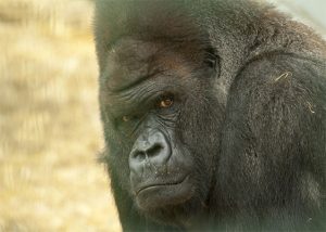 How much can a Gorilla Bench Press? Speed and Weight PabloGarduno